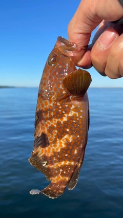 キジハタの釣果