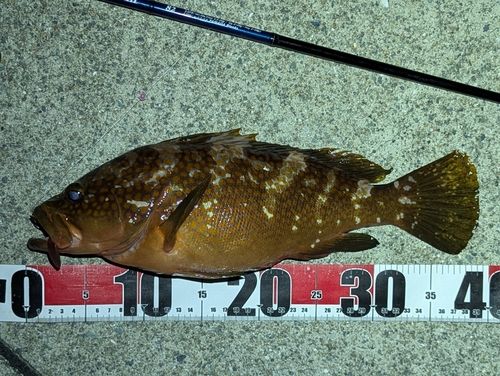 アコウの釣果