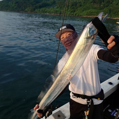 タチウオの釣果