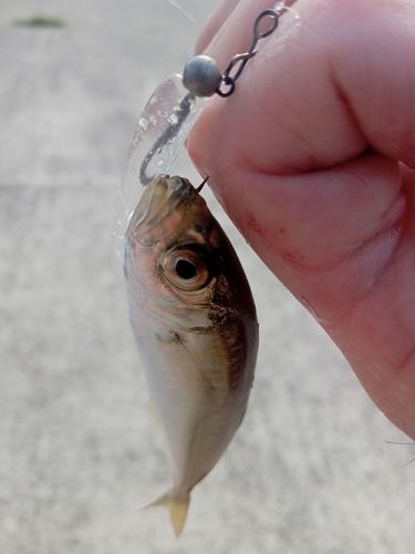 マアジの釣果