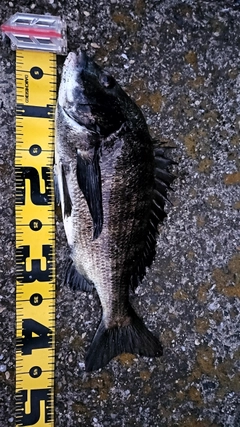 チヌの釣果