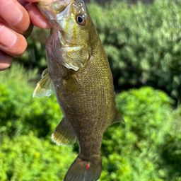 スモールマウスバス