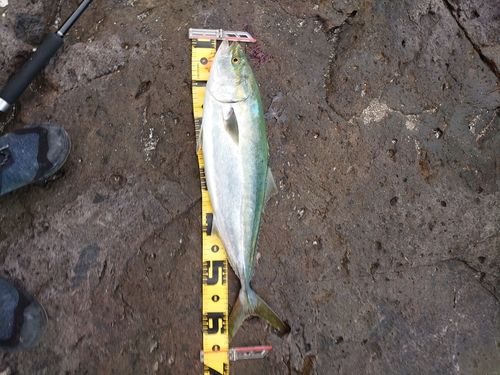 イナダの釣果