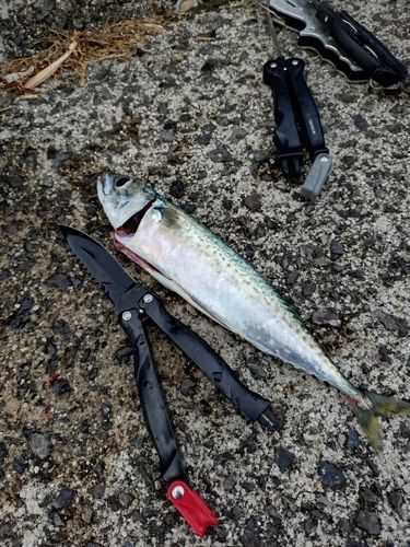 サバの釣果