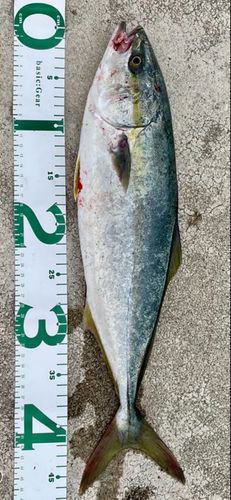 イナダの釣果