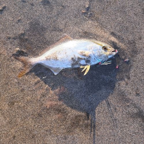 ショゴの釣果