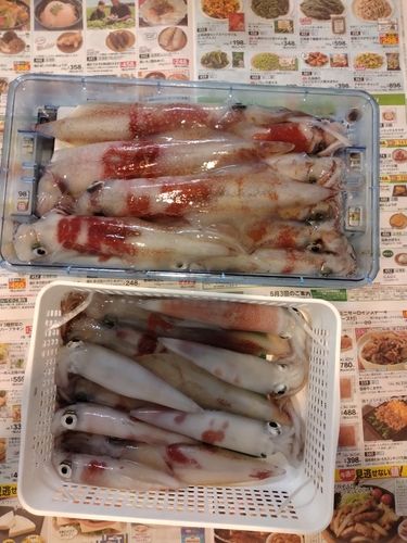 アカイカの釣果