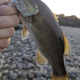 スモールマウスバス
