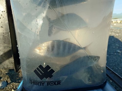セイゴ（ヒラスズキ）の釣果