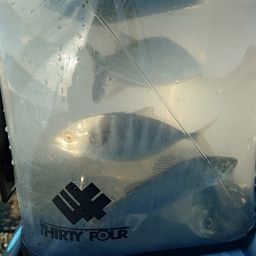 セイゴ（ヒラスズキ）