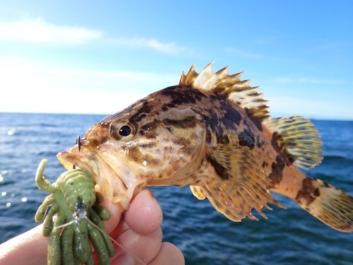 タケノコメバルの釣果