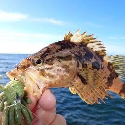 タケノコメバル