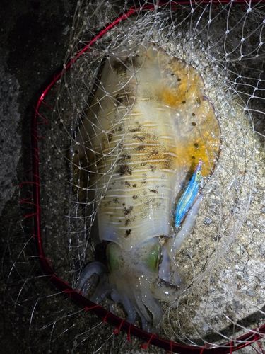 アオリイカの釣果