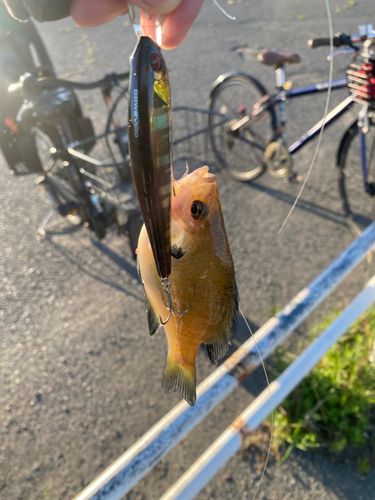ブルーギルの釣果