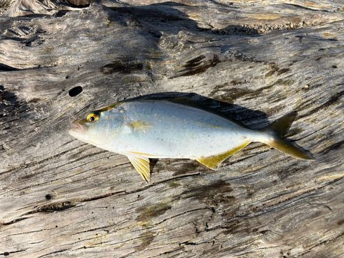 ショゴの釣果