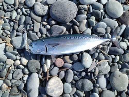 ソウダガツオの釣果