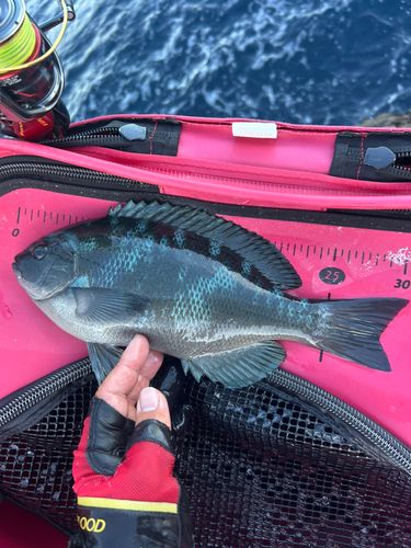 クチブトグレの釣果