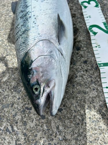 ギンザケの釣果