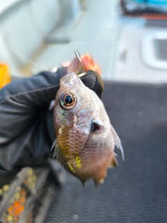スズメダイの釣果