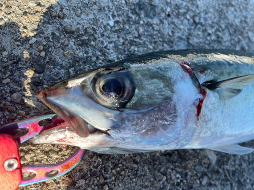 サバの釣果