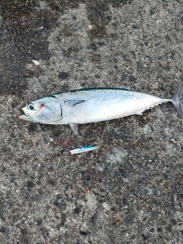 ソウダガツオの釣果