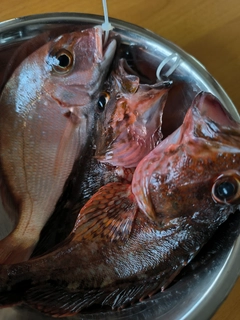 タイの釣果