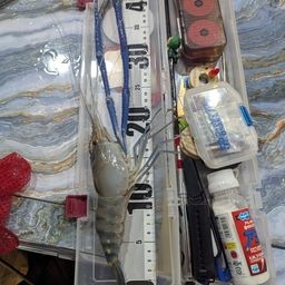 オニテナガエビ