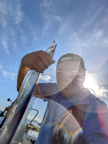 タチウオの釣果