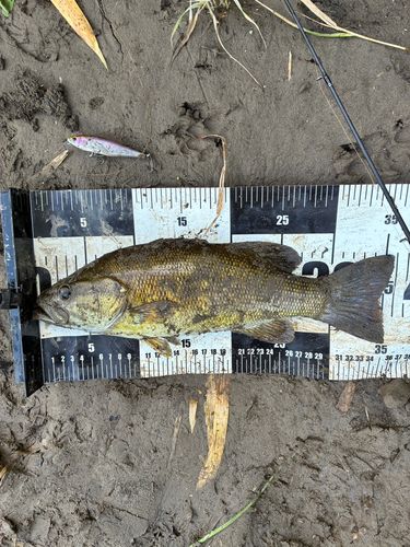 スモールマウスバスの釣果