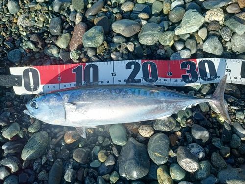 マルソウダの釣果