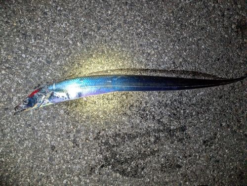 タチウオの釣果
