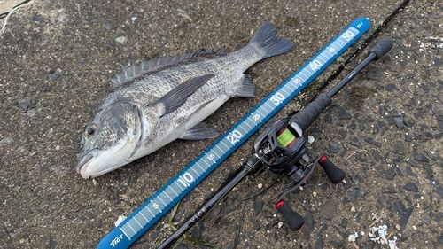 チヌの釣果