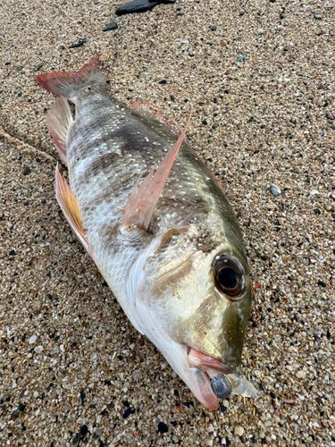 クチナジの釣果