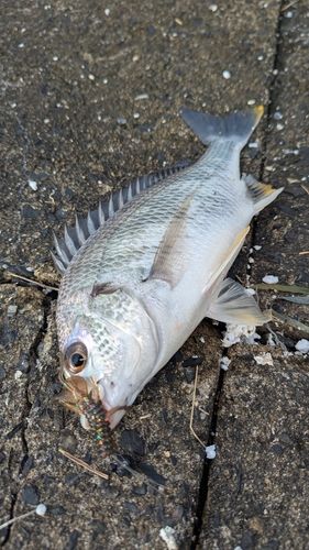 キビレの釣果