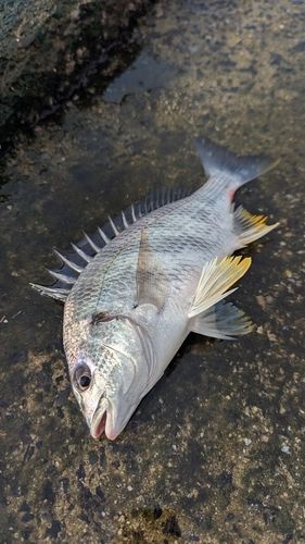 キビレの釣果