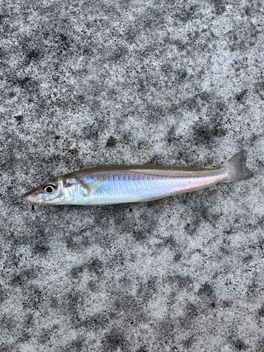 キスの釣果
