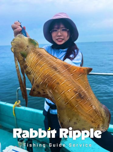 タコの釣果