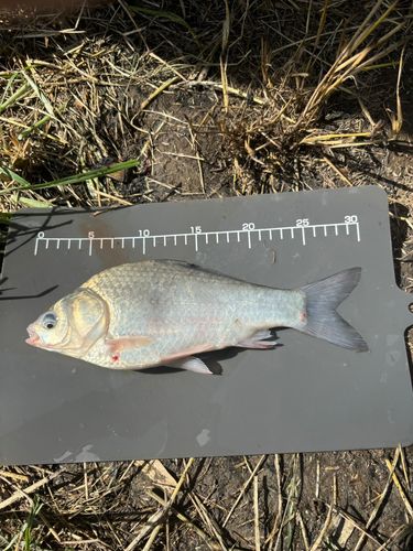 ヘラブナの釣果