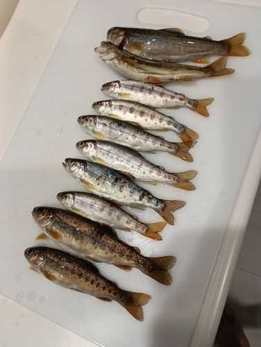 ヤマメの釣果