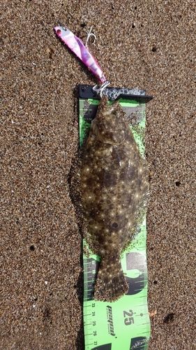 ヒラメの釣果