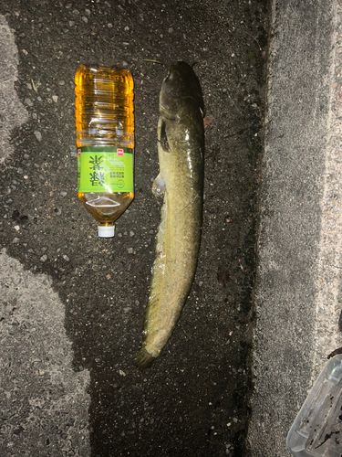 ナマズの釣果