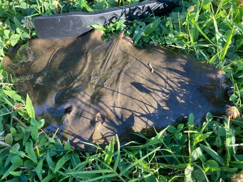 ツバクロエイの釣果