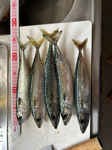 釣果
