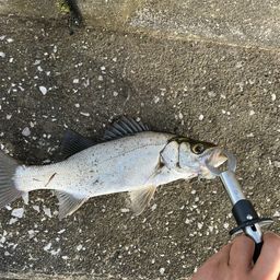 セイゴ（ヒラスズキ）