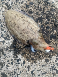 コウイカの釣果