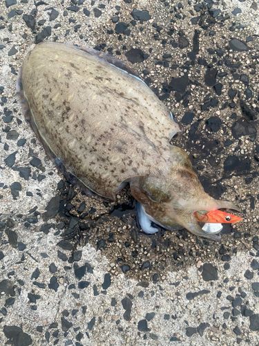 コウイカの釣果