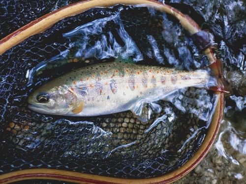 アマゴの釣果