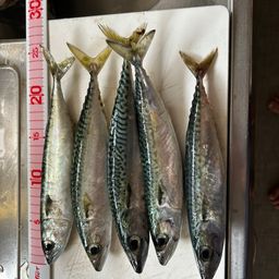 アオアジ