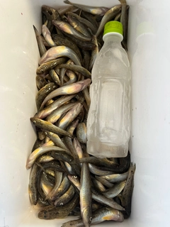 マハゼの釣果
