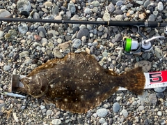 ヒラメの釣果